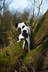 climbing Old Spanish Pointer