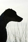 Old Spanish Pointer Portrait