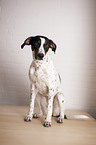 sitting Old Spanish Pointer