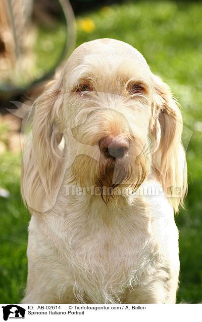 Spinone Italiano Portrait / AB-02614