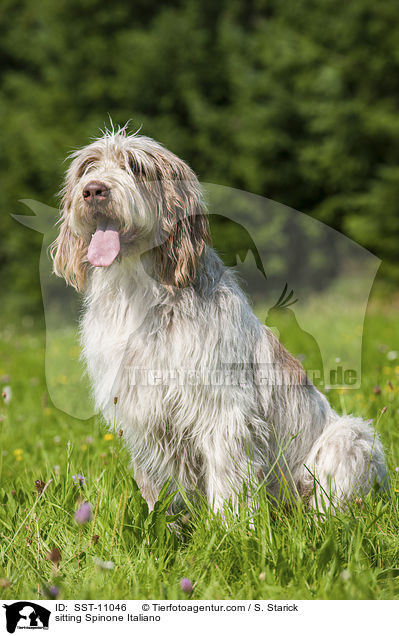 sitzender Spinone Italiano / sitting Spinone Italiano / SST-11046