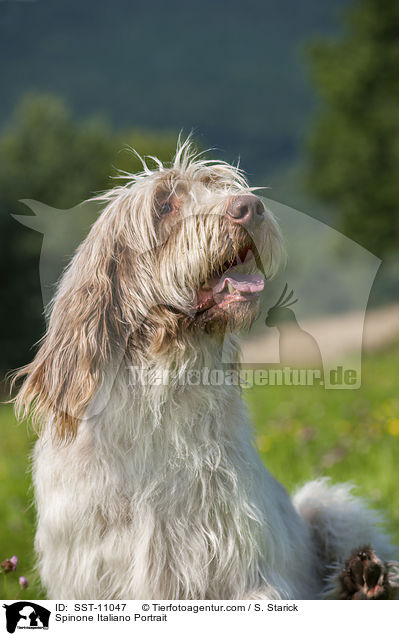 Spinone Italiano Portrait / Spinone Italiano Portrait / SST-11047