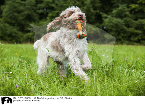 spielender Spinone Italiano / playing Spinone Italiano / SST-11053