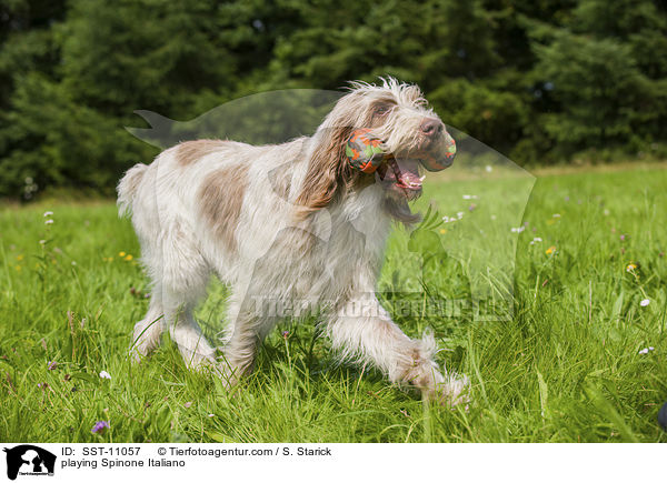 spielender Spinone Italiano / playing Spinone Italiano / SST-11057