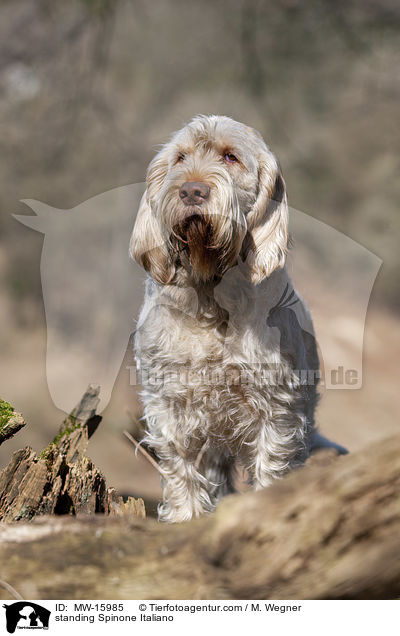 stehender Spinone Italiano / standing Spinone Italiano / MW-15985