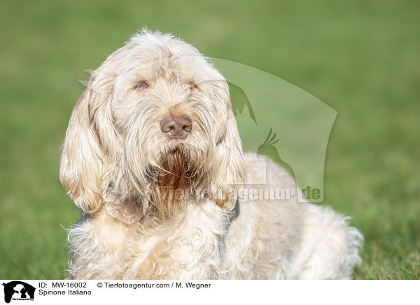 Spinone Italiano / Spinone Italiano / MW-16002