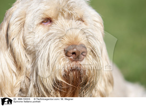 Spinone Italiano Portrait / Spinone Italiano portrait / MW-16003