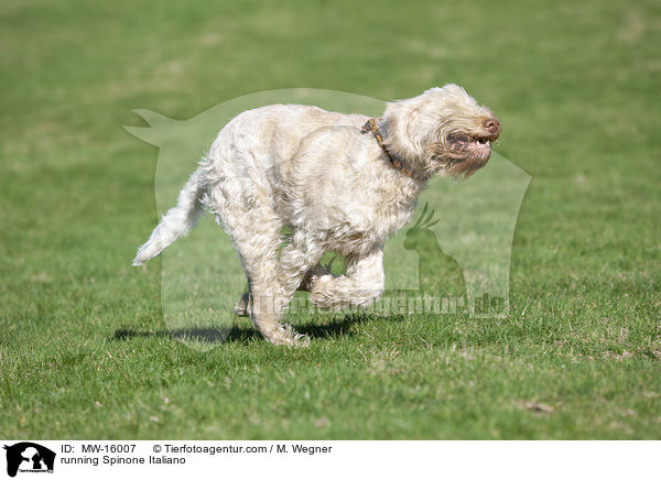 rennender Spinone Italiano / running Spinone Italiano / MW-16007