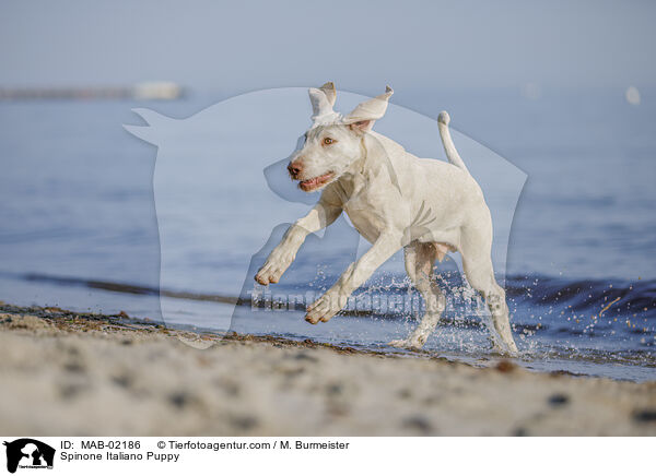 Spinone Italiano Puppy / MAB-02186