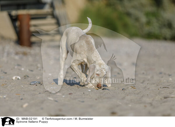 Spinone Italiano Welpe / Spinone Italiano Puppy / MAB-02191