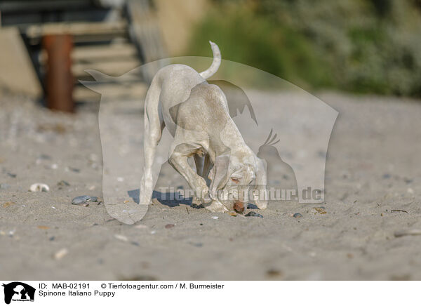 Spinone Italiano Puppy / MAB-02191