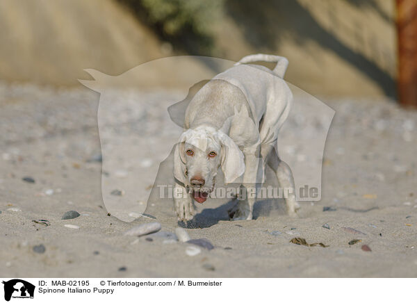 Spinone Italiano Welpe / Spinone Italiano Puppy / MAB-02195