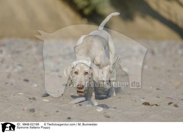 Spinone Italiano Puppy / MAB-02196