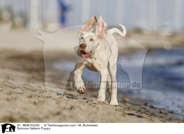 Spinone Italiano Welpe / Spinone Italiano Puppy / MAB-02206