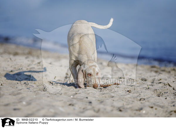 Spinone Italiano Welpe / Spinone Italiano Puppy / MAB-02210
