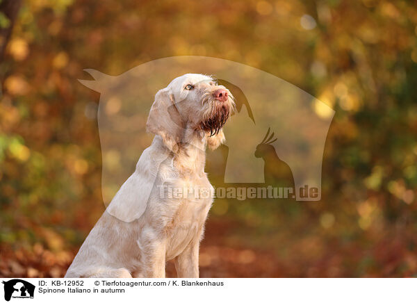 Spinone Italiano im Herbst / Spinone Italiano in autumn / KB-12952