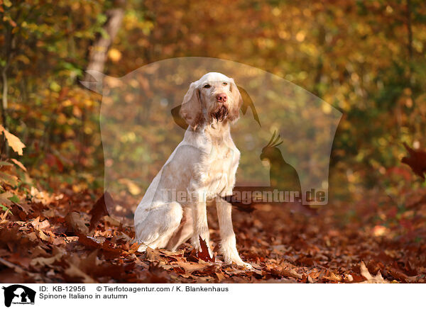 Spinone Italiano im Herbst / Spinone Italiano in autumn / KB-12956