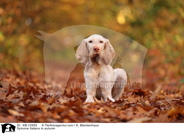 Spinone Italiano im Herbst / Spinone Italiano in autumn / KB-12959