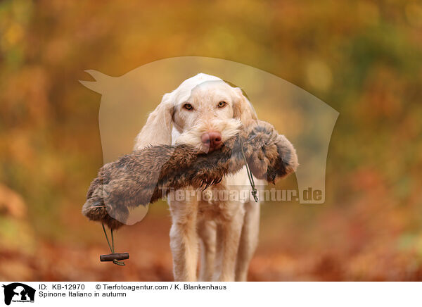 Spinone Italiano im Herbst / Spinone Italiano in autumn / KB-12970