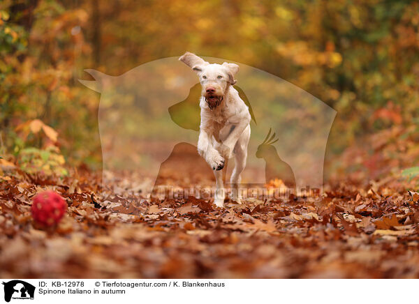 Spinone Italiano im Herbst / Spinone Italiano in autumn / KB-12978