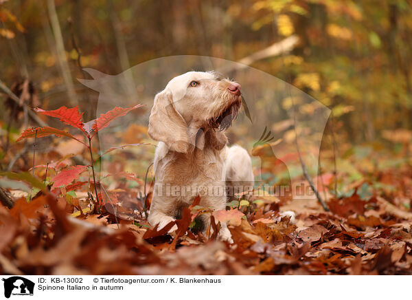 Spinone Italiano im Herbst / Spinone Italiano in autumn / KB-13002