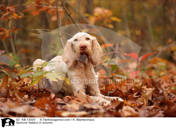 Spinone Italiano im Herbst / Spinone Italiano in autumn / KB-13005