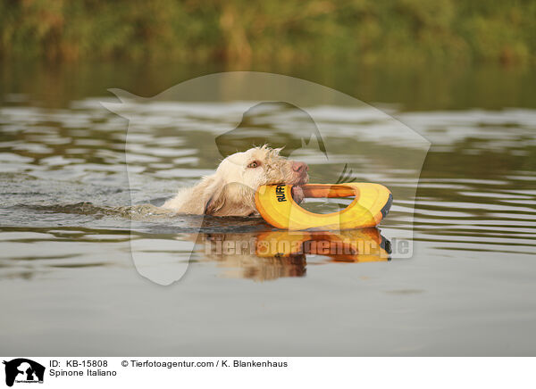 Spinone Italiano / Spinone Italiano / KB-15808