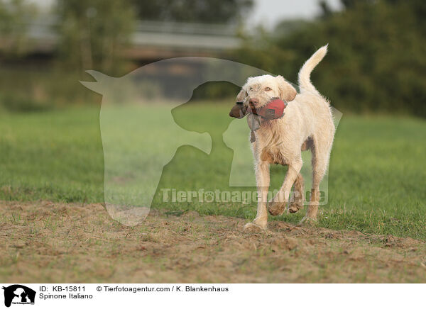 Spinone Italiano / Spinone Italiano / KB-15811