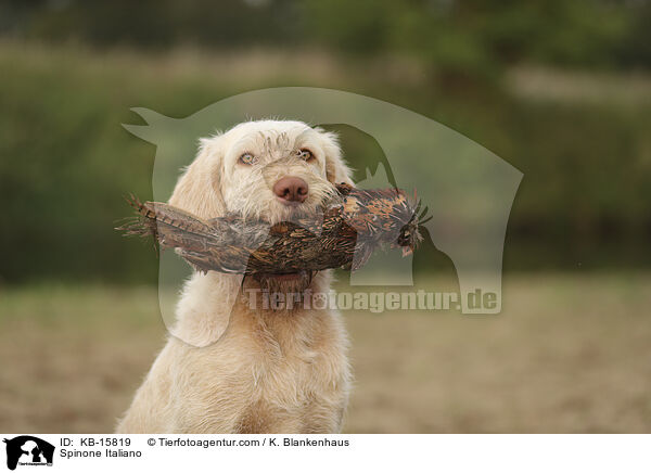 Spinone Italiano / Spinone Italiano / KB-15819