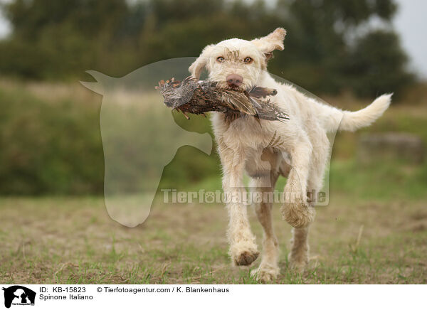 Spinone Italiano / Spinone Italiano / KB-15823