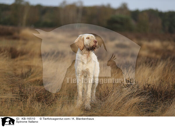 Spinone Italiano / Spinone Italiano / KB-16510