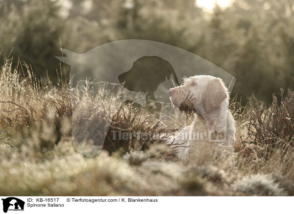Spinone Italiano / Spinone Italiano / KB-16517