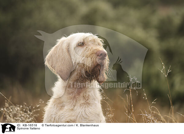 Spinone Italiano / Spinone Italiano / KB-16518