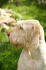 Spinone Italiano Portrait