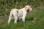 Spinone Italiano