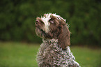 Spinone Italiano Portrait