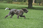 running Spinone Italiano