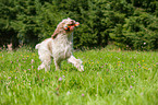 playing Spinone Italiano