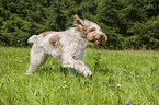 playing Spinone Italiano