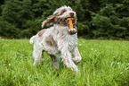 playing Spinone Italiano