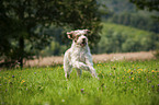 running Spinone Italiano