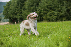 running Spinone Italiano