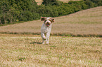 running Spinone Italiano