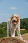 Spinone Italiano