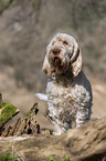 standing Spinone Italiano
