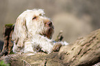 Spinone Italiano