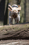 running Spinone Italiano