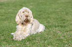 lying Spinone Italiano