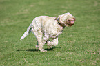 running Spinone Italiano