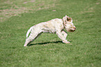 running Spinone Italiano